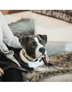 Collier pour chien avec perles faites main Kentucky - Chien